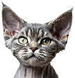 Kot