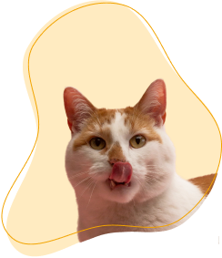 Kot
